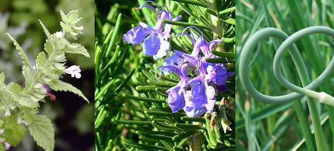 10 растений, которые отпугивают комаров