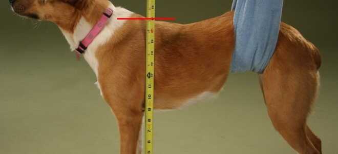 Лежанка для собаки своими руками: мягкие тканевые гнёздышки и миниатюрные деревянные диваны