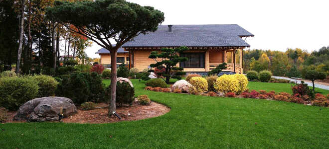 Как за высокими заборами появляются исполинские деревья