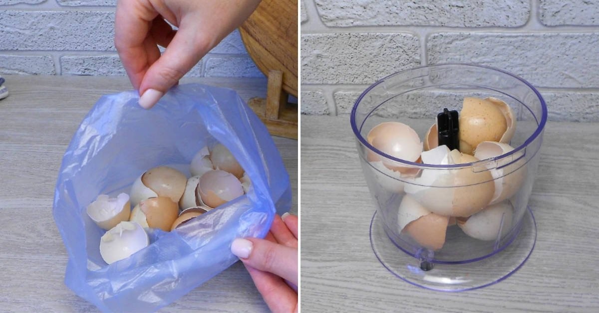 Стоит ли точить ножи блендера путём измельчения яичной скорлупы